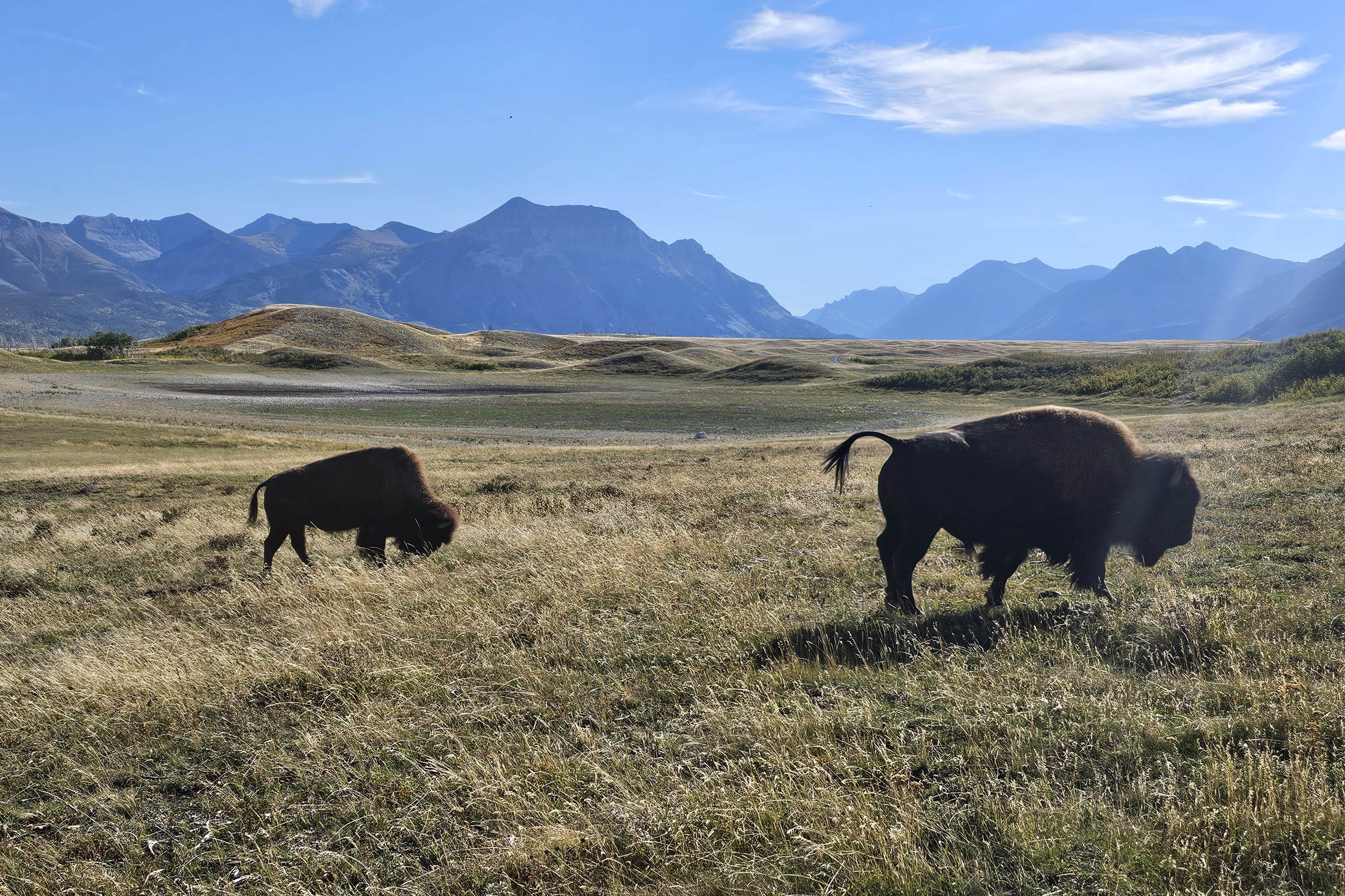 Bison Paddok
